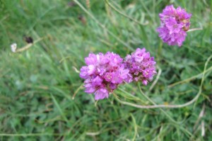 Armeria maritima (1200 x 799)